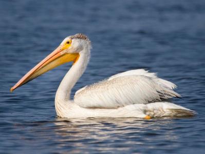 a pelican in front of a body of water